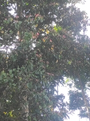 Erythrina poeppigiana