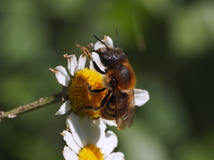 Osmia aurulenta