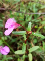 Impatiens