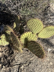 Opuntia strigil