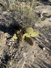 Opuntia strigil
