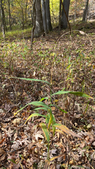Chasmanthium latifolium