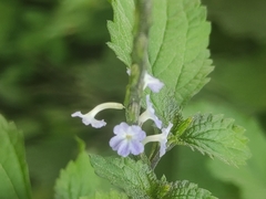 Verbena officinalis