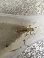 Illiesoperla