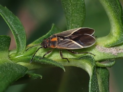 Ochrimnus carnosulus