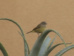 Leiothlypis celata orestera