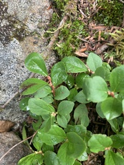 Vaccinium uliginosum