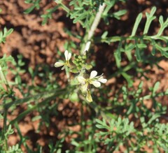 Carrichtera annua