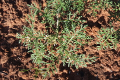 Carrichtera annua