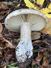 Russula dissimulans