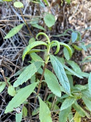 Neolasioptera mimuli