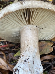 Russula dissimulans