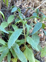 Neolasioptera mimuli