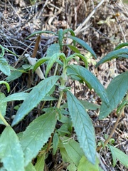 Neolasioptera mimuli