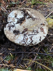 Russula dissimulans