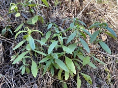 Neolasioptera mimuli