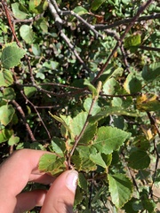 Betula glandulosa