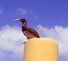 Sula leucogaster plotus