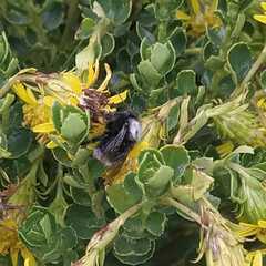 Bombus funebris