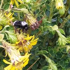 Bombus funebris