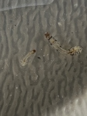 Simuliidae