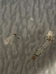 Simuliidae
