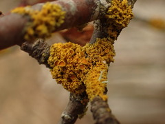 Polycauliona polycarpa