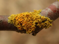 Polycauliona polycarpa