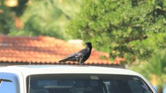 Corvus