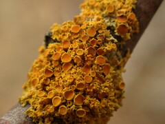 Polycauliona polycarpa