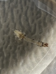 Simuliidae
