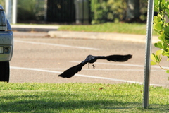 Corvus