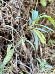 Neolasioptera mimuli