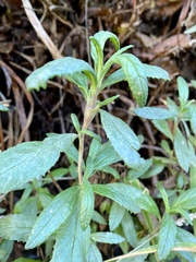 Neolasioptera mimuli