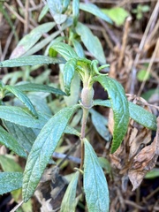 Neolasioptera mimuli