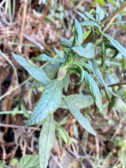 Neolasioptera mimuli