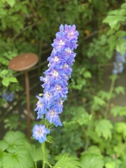 Delphinium ajacis