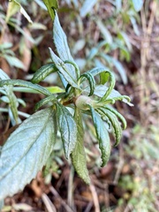 Neolasioptera mimuli