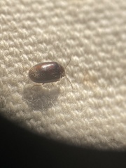 Contacyphon variabilis