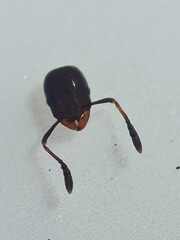 Chelaner antarcticus