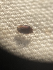 Contacyphon variabilis