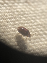 Contacyphon variabilis