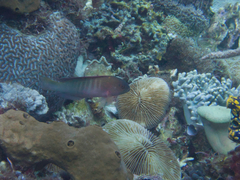 Labracinus cyclophthalmus