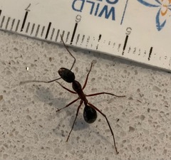 Camponotus intrepidus