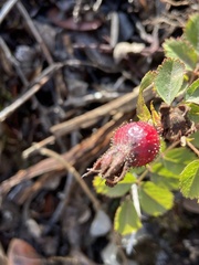 Rosa spithamea