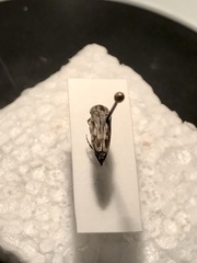 Yakuhananomia bidentata