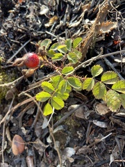 Rosa spithamea
