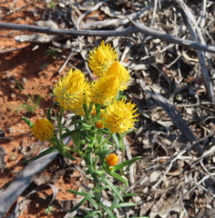 Waitzia acuminata acuminata