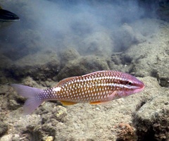 Parupeneus ciliatus
