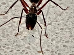 Camponotus intrepidus